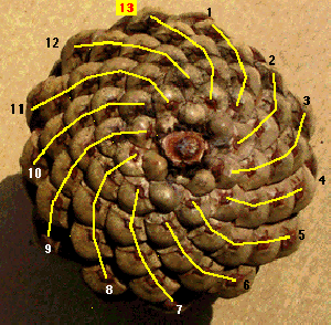 pinecone-yellow.gif