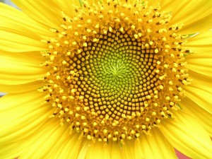 helianthus_whorl.jpg